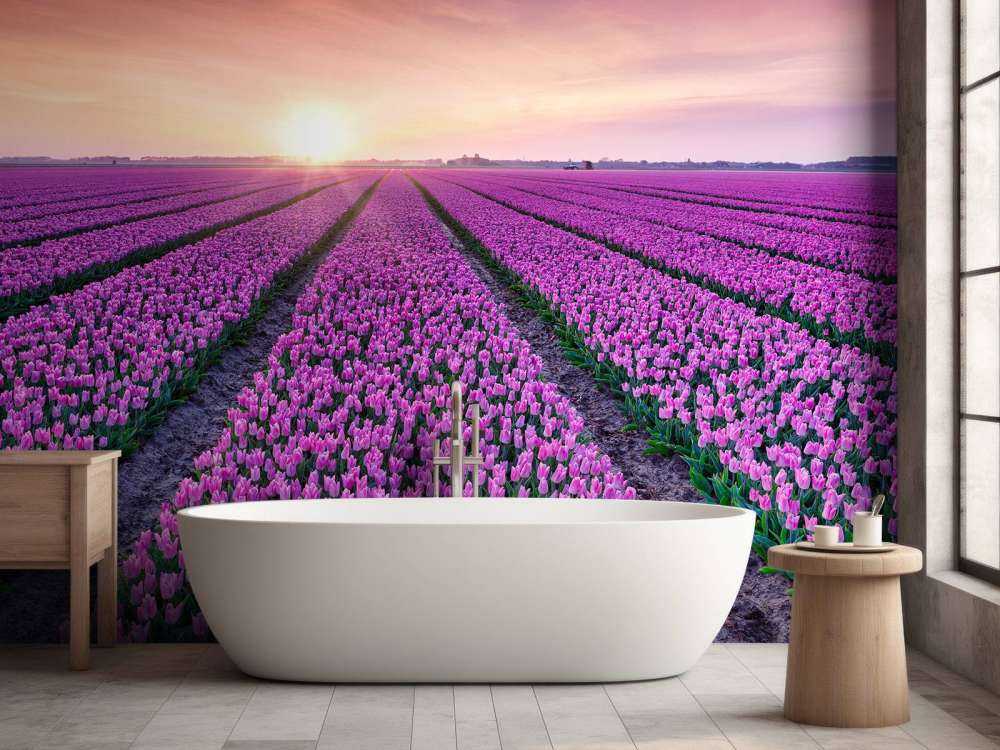 Campo di tulipani all'alba