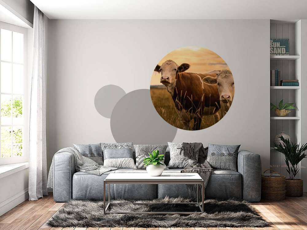 Mucche al sole della sera