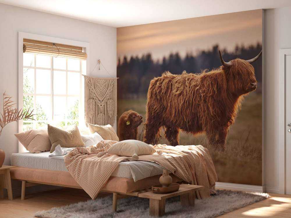 Highlanders scozzesi nel prato