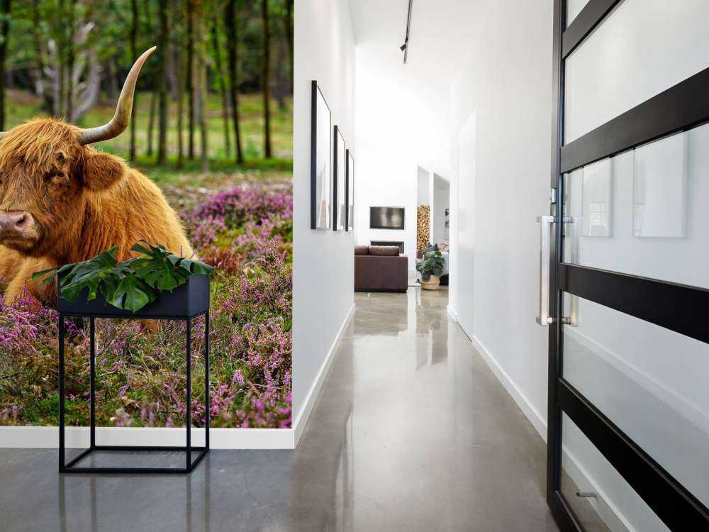 Highlander scozzese tra l'erica viola