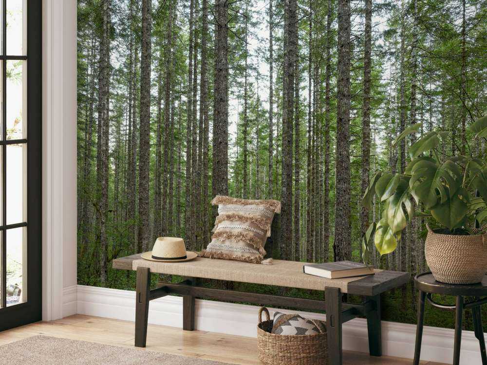 Alti alberi dritti