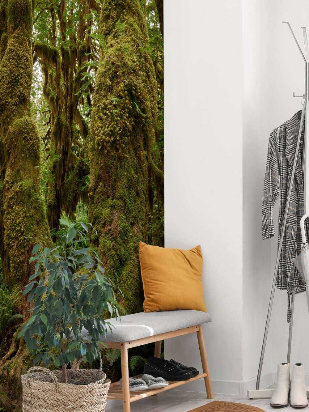 Alberi in una foresta pluviale