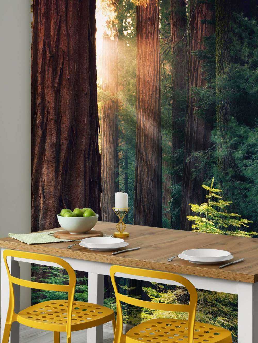 Luce del sole tra gli alberi di mogano