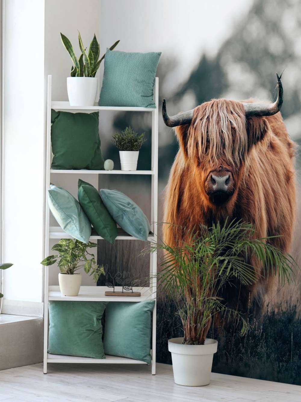 Ritratto di bovini delle Highlands