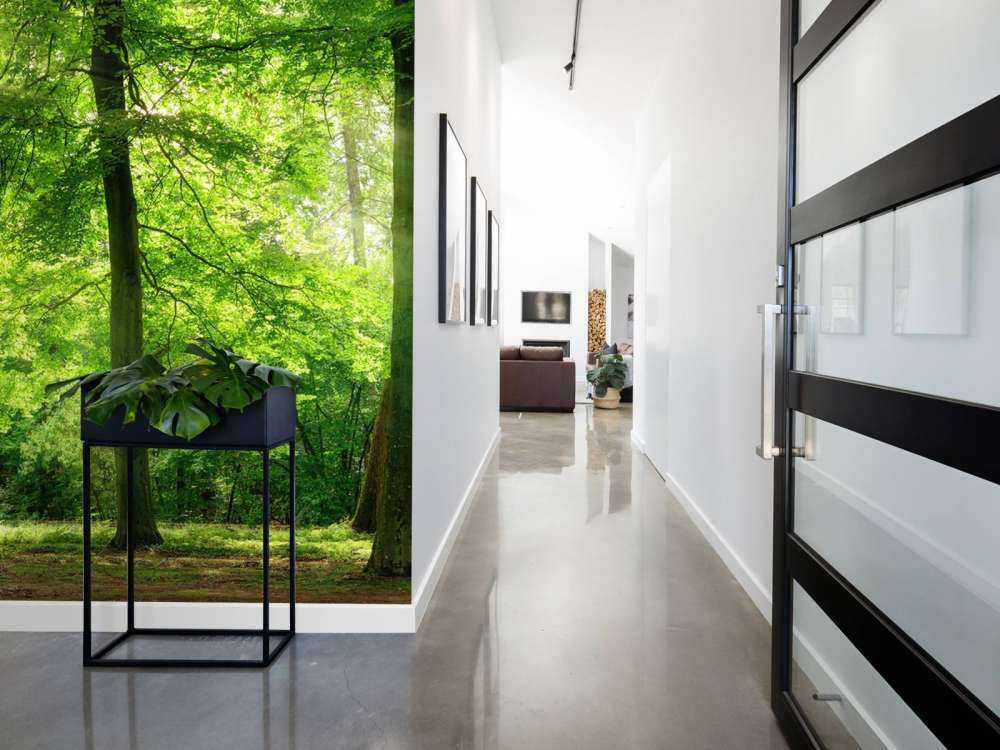 Foresta con nebbia leggera