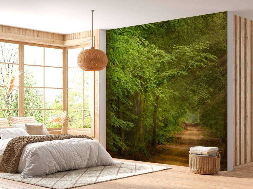 Rospo nella foresta con raggi di sole 