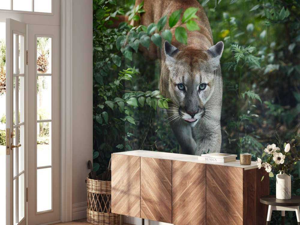 Leone di montagna furtivo