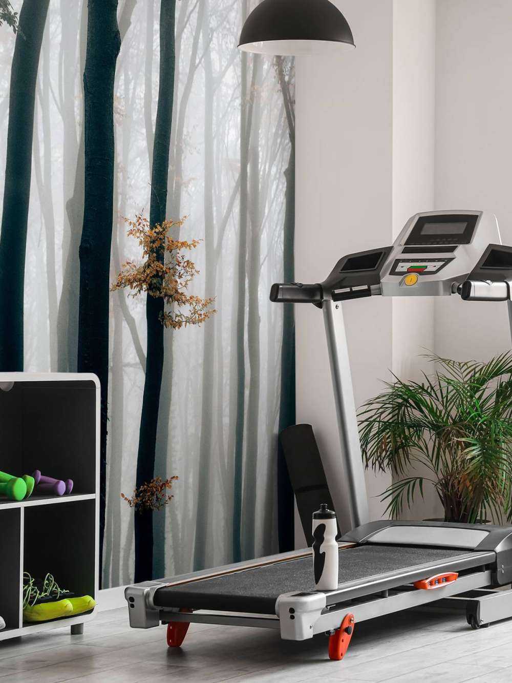 Nebbia nella foresta di faggi