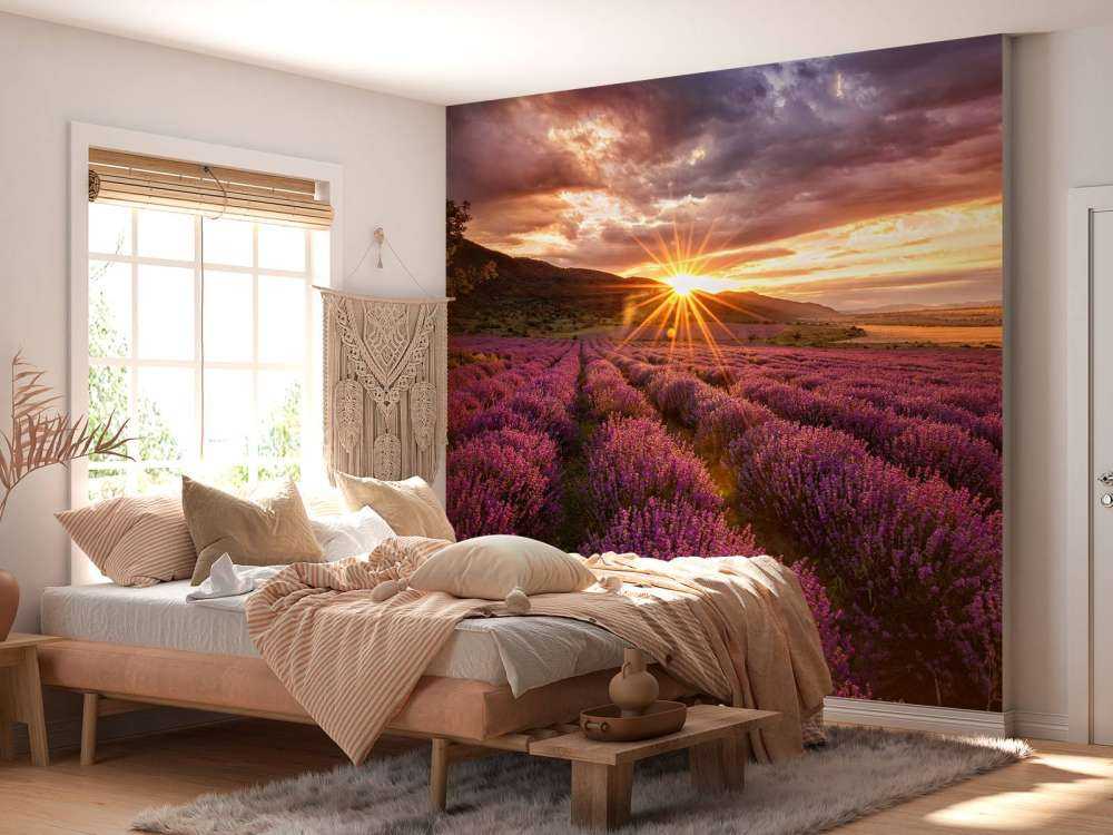 Lavanda sotto il sole