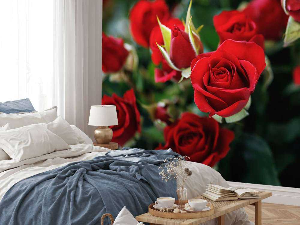 Cespuglio di rose rosse