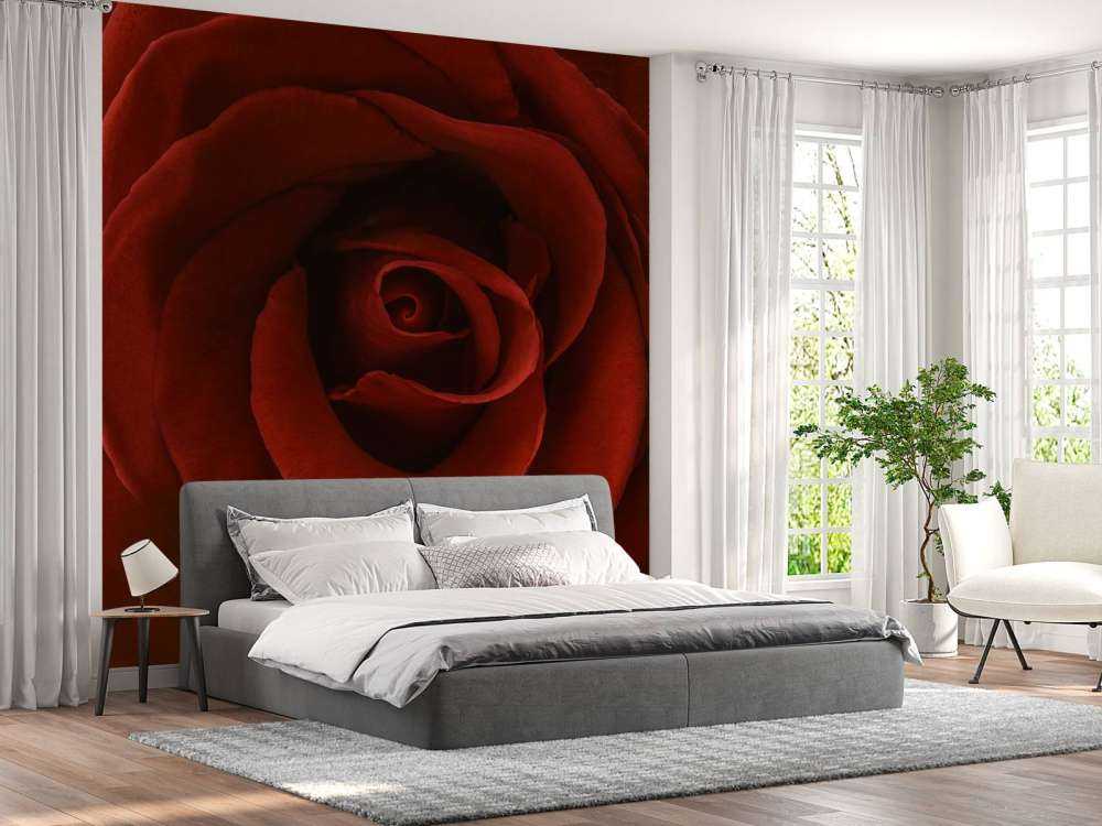 Rosa rossa da vicino