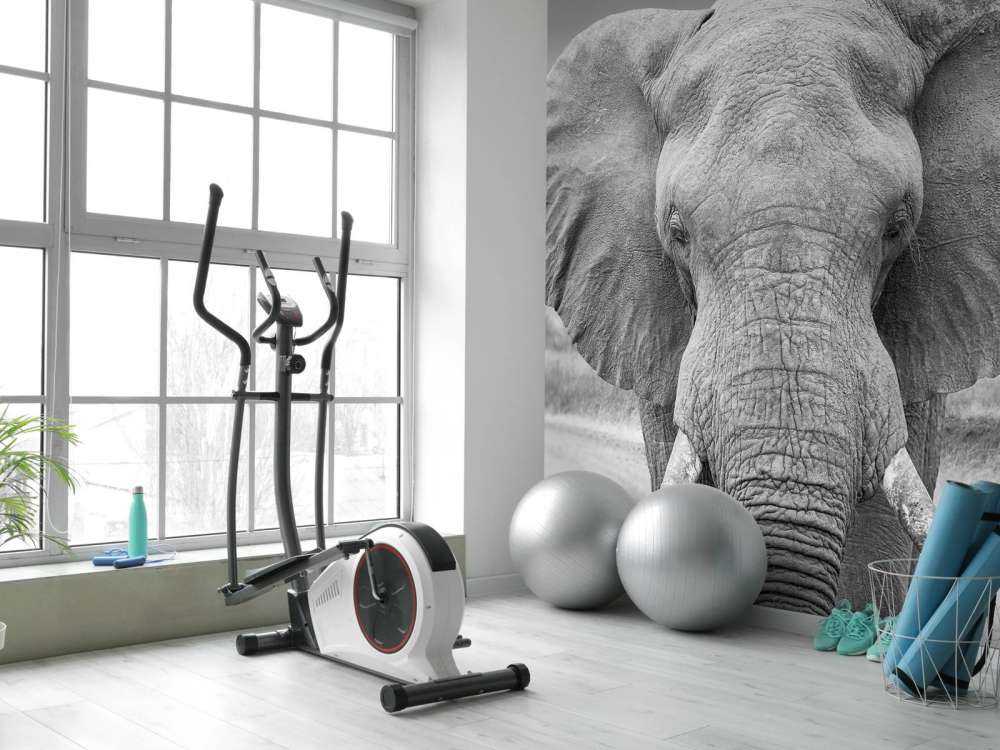 Elefante bianco e nero