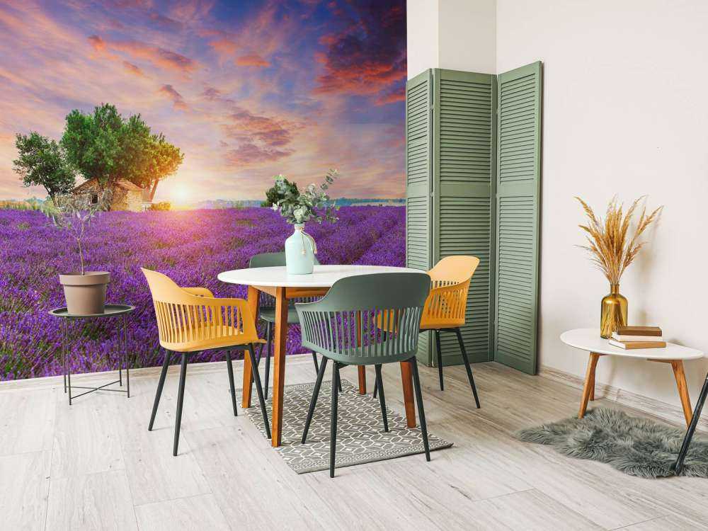 Campo di lavanda all'alba