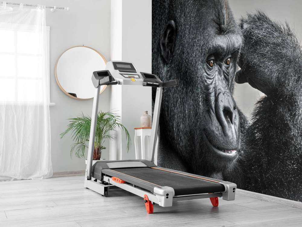 Gorilla bianco e nero