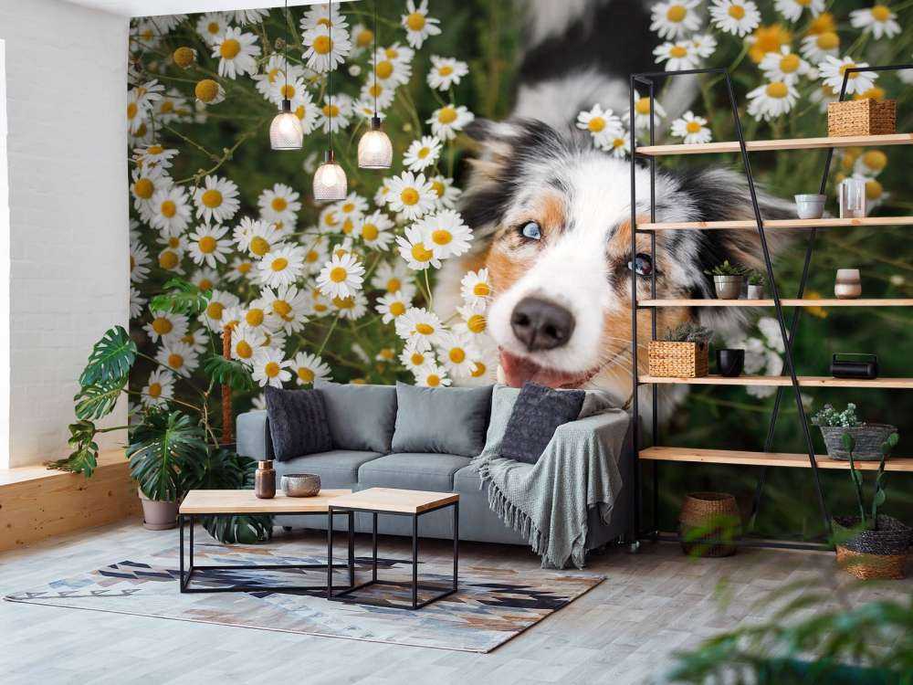 Pastore australiano tra i fiori