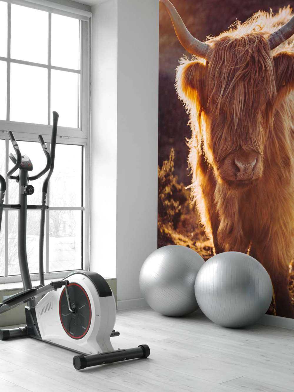 Highlander scozzese al sole