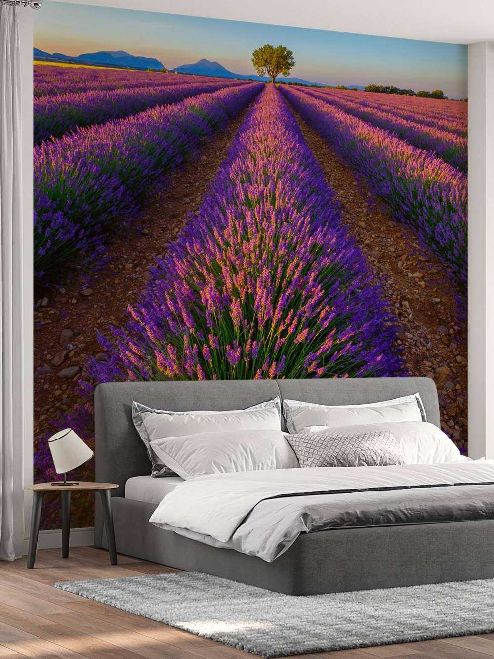 Lavanda alla luce del sole