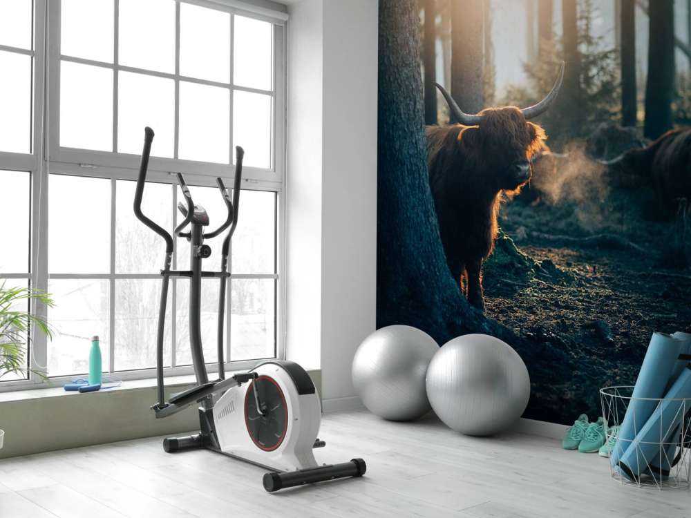 Highlander scozzese nella luce del mattino