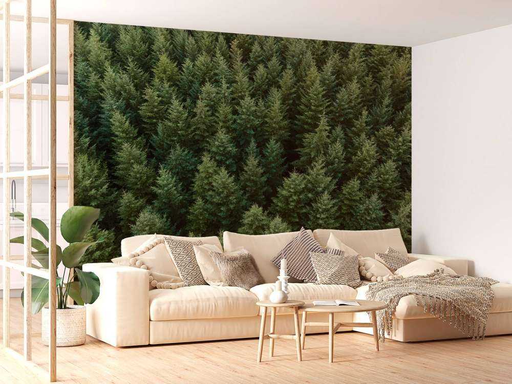 Abeti di Douglas dall'alto