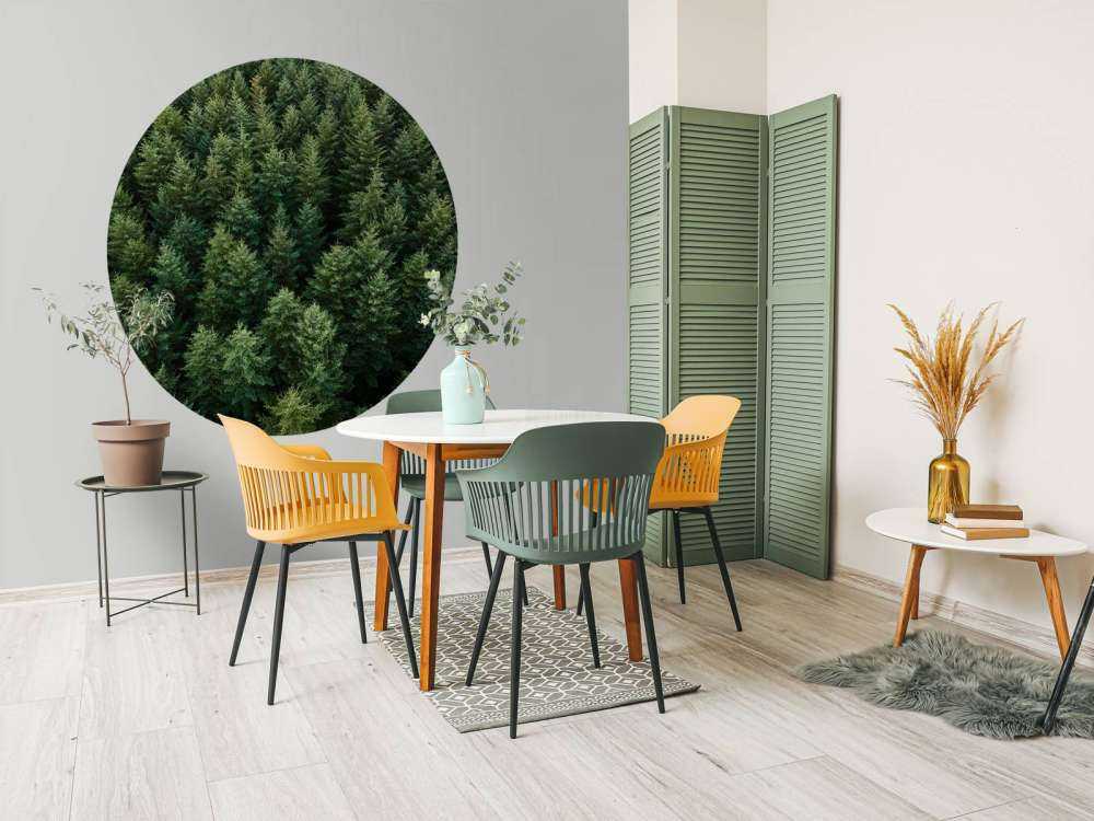 Abeti di Douglas dall'alto