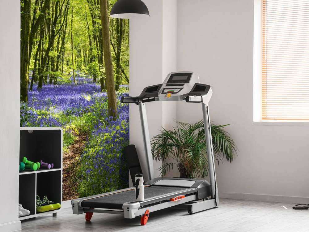 Foresta alla luce del sole