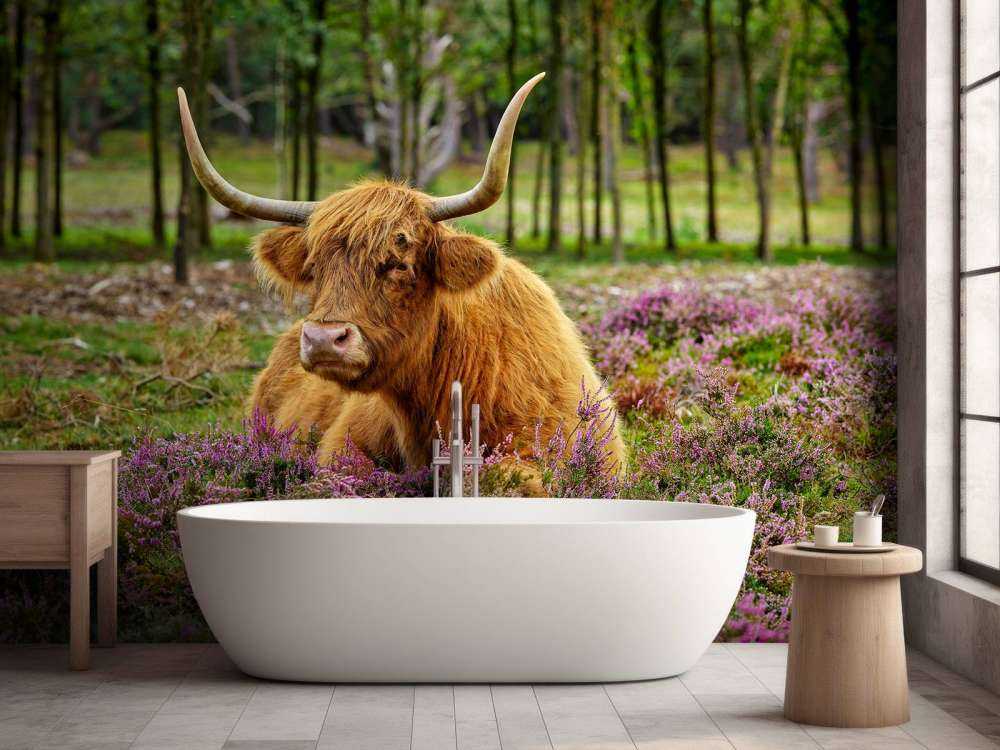 Highlander scozzese tra l'erica viola