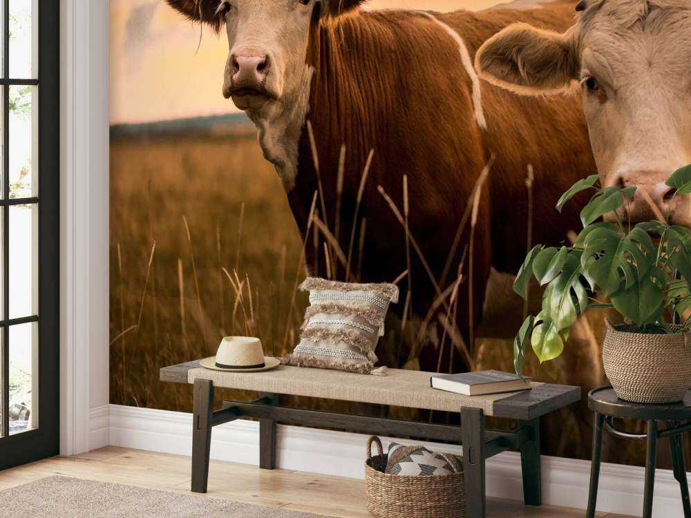 Mucche al sole della sera