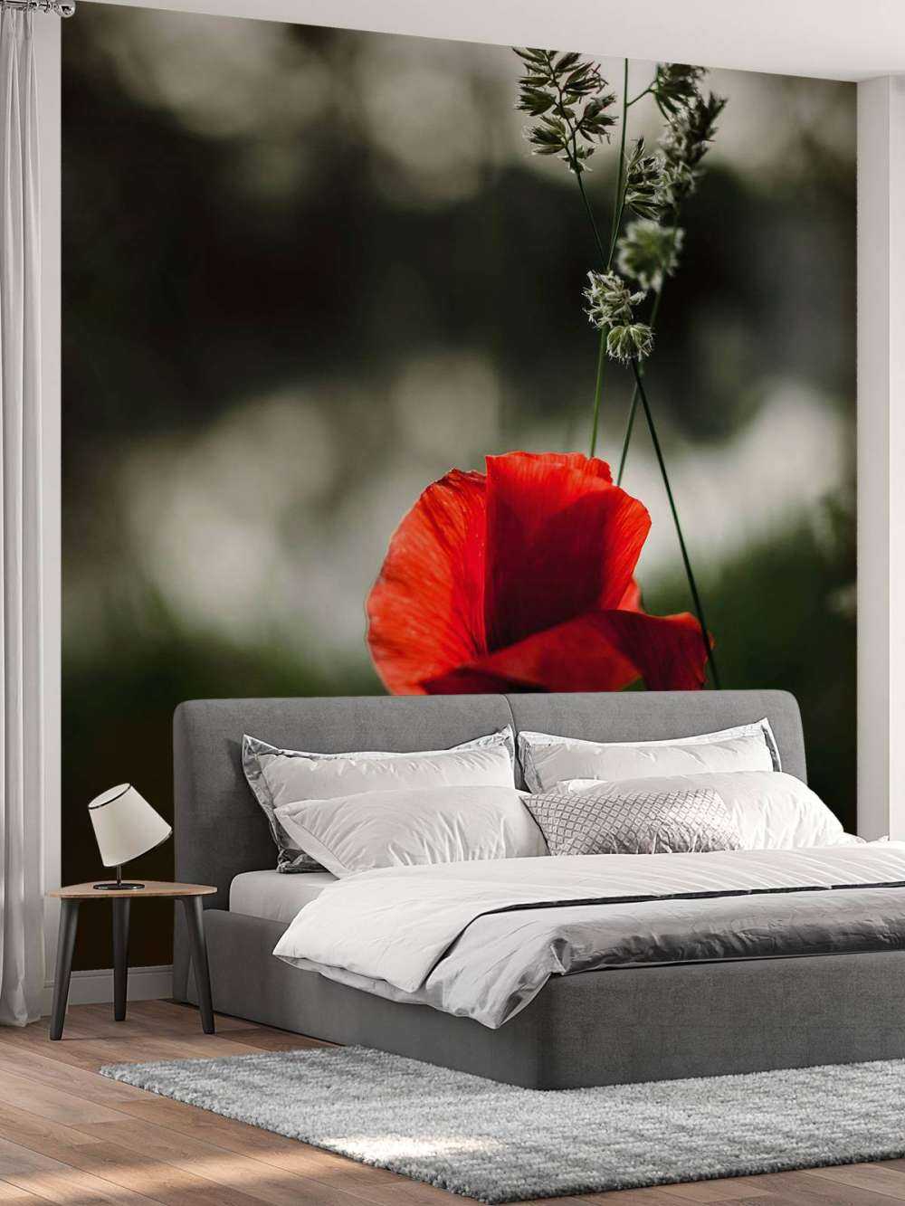 Papavero rosso con erba