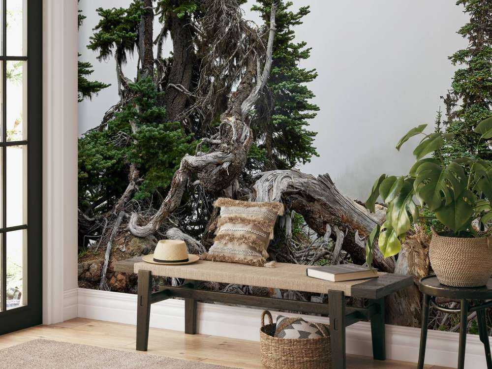 Alberi e vecchi alberi 