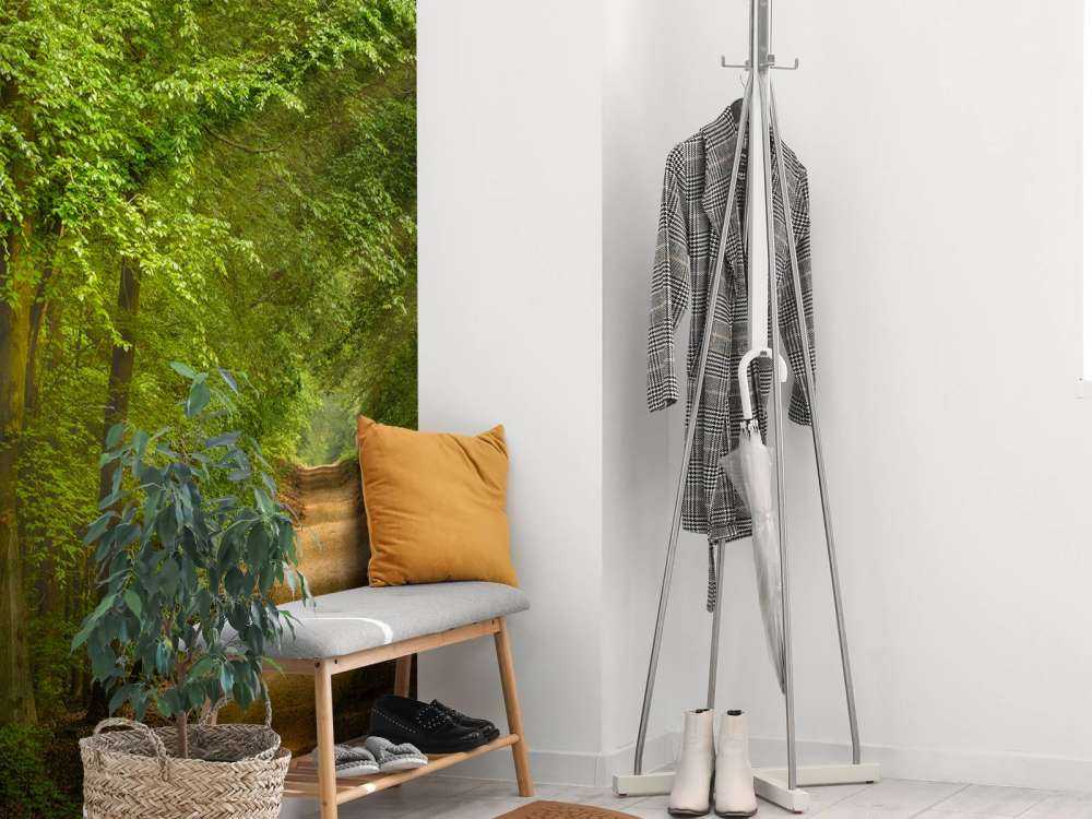 Rospo nella foresta con raggi di sole 