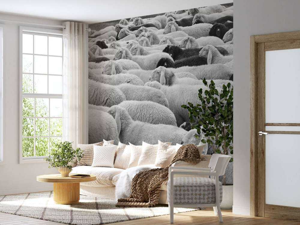 Pecora in bianco e nero