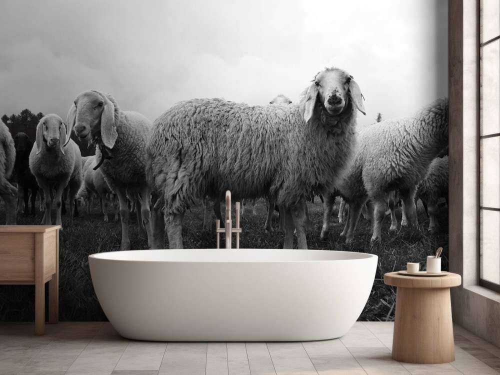 Gregge di pecore in bianco e nero