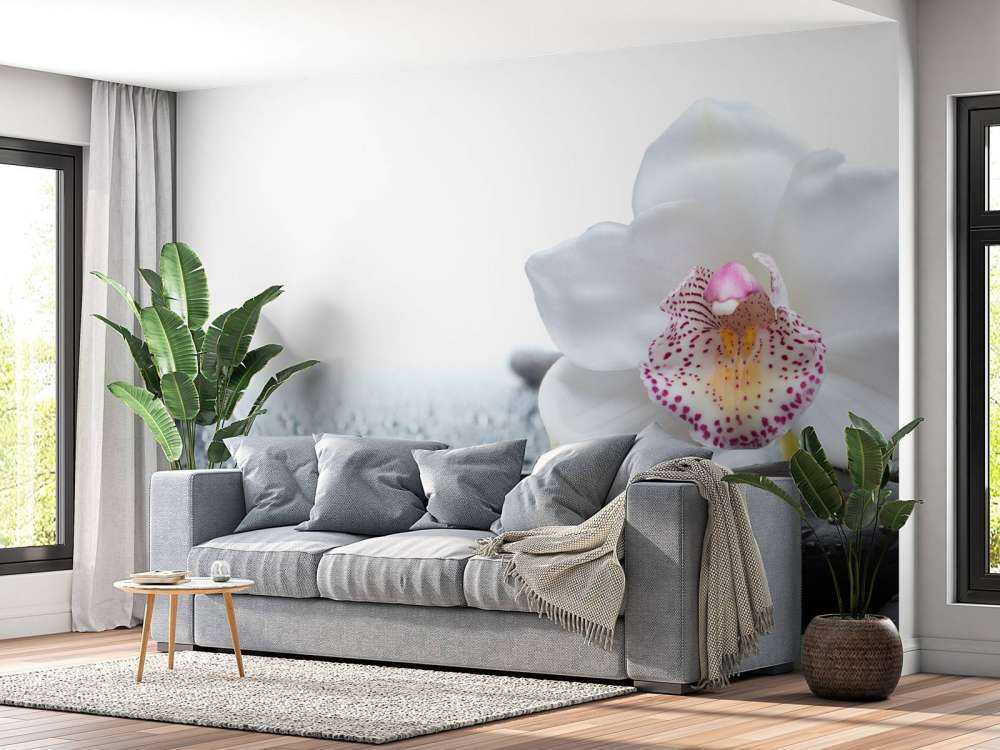 Orchidea bianca