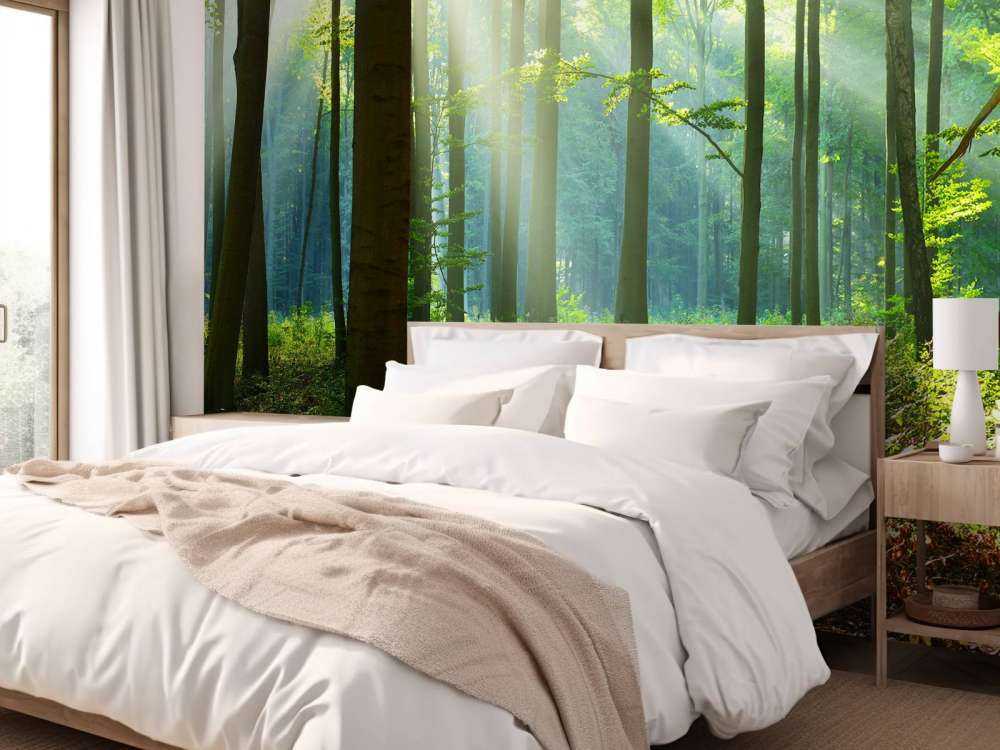 Mattina nella foresta