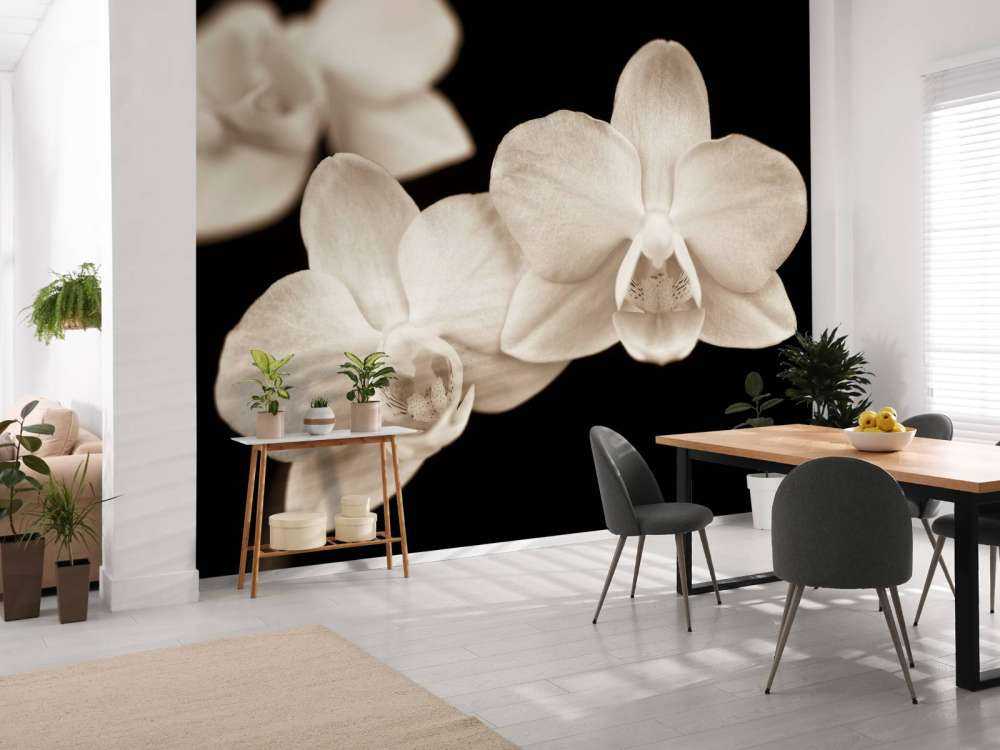 Orchidee bianche