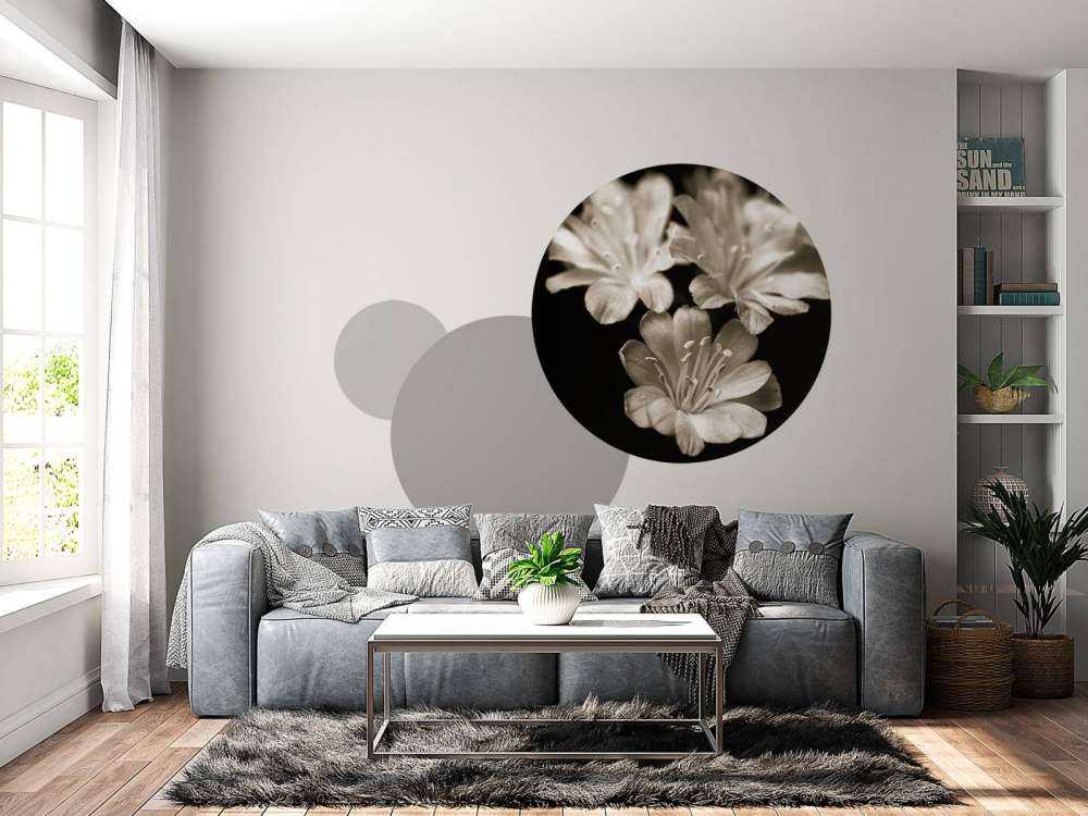 Primo piano del fiore di Lewisia