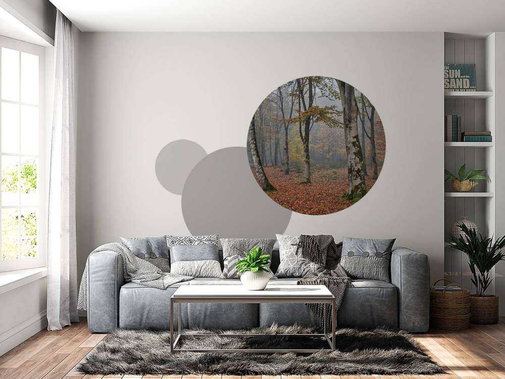 Bosco di betulle in autunno