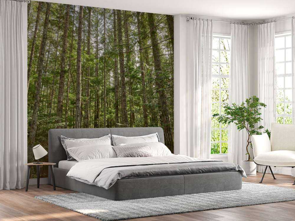 Alberi sottili nella foresta