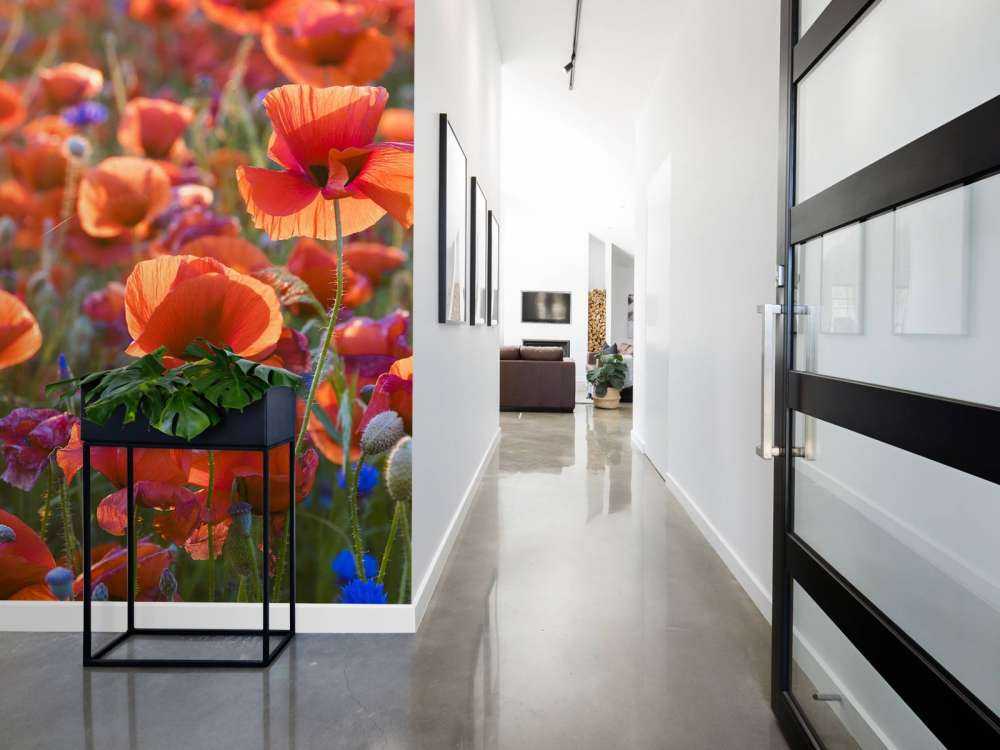 Papaveri alla luce della sera