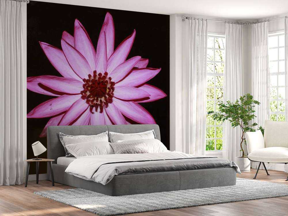 Fiore di loto dall'alto