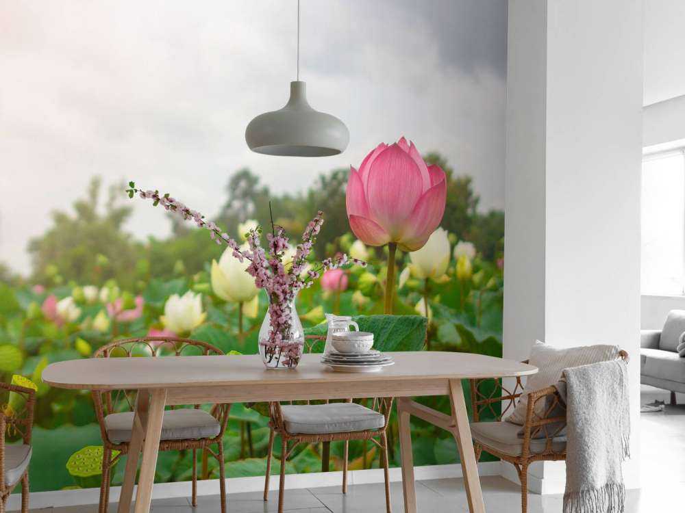 Fiori di loto rosa e bianchi