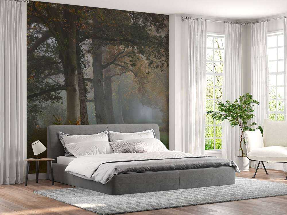 Corsia con alberi nella nebbia