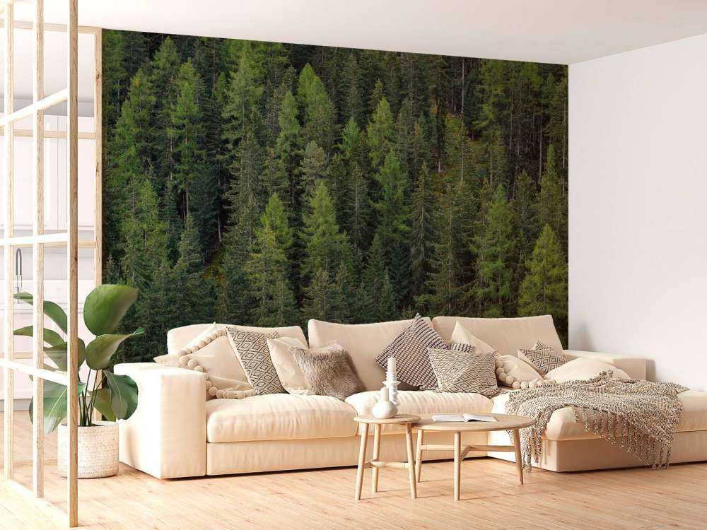 Foresta di abete verde