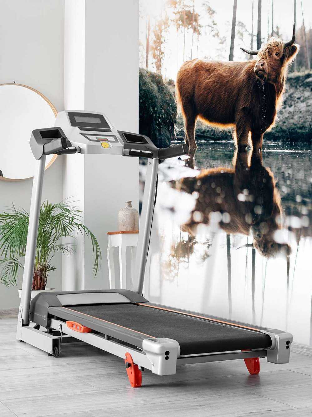 Highlander scozzese in acqua