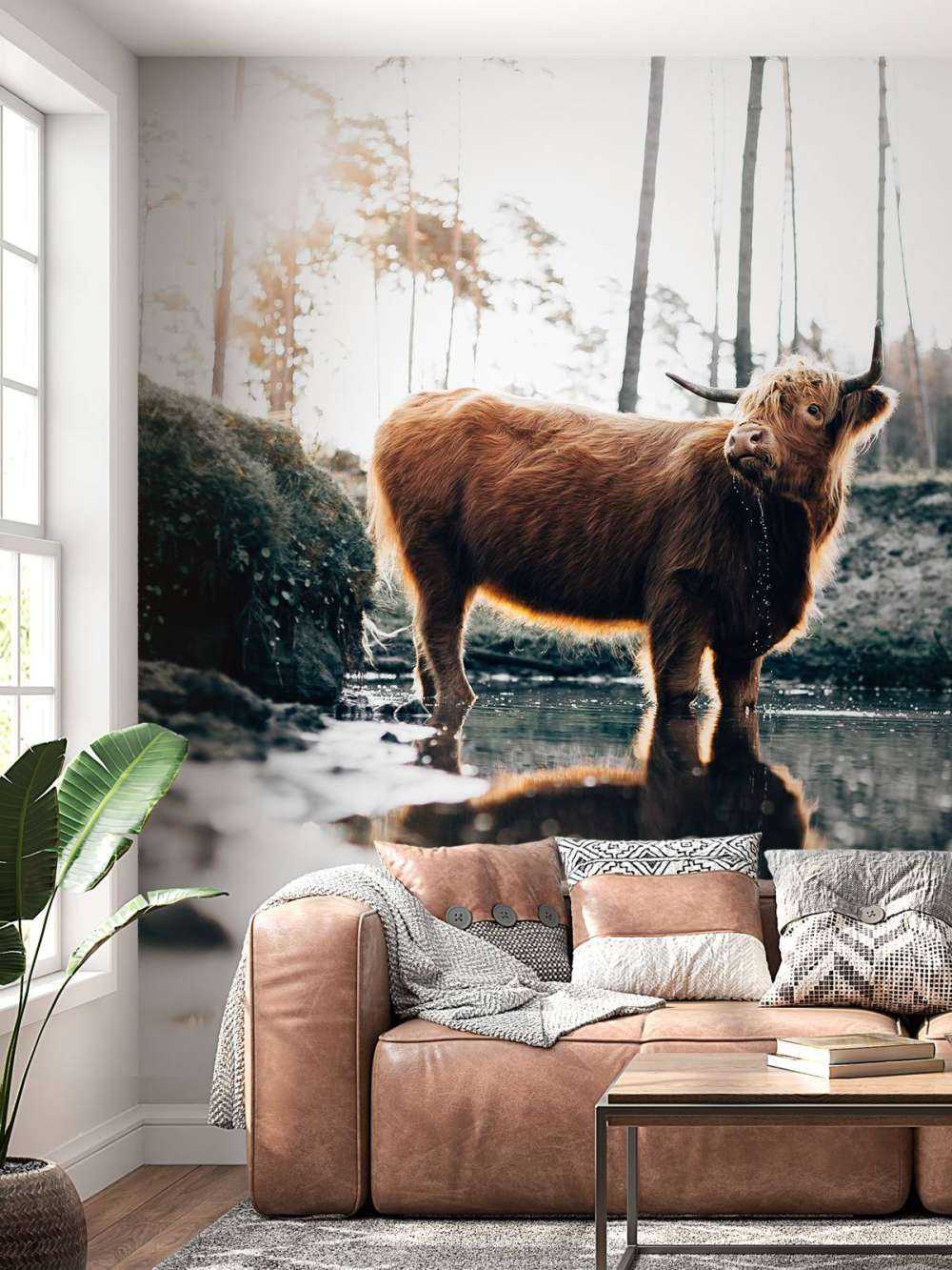 Highlander scozzese in acqua