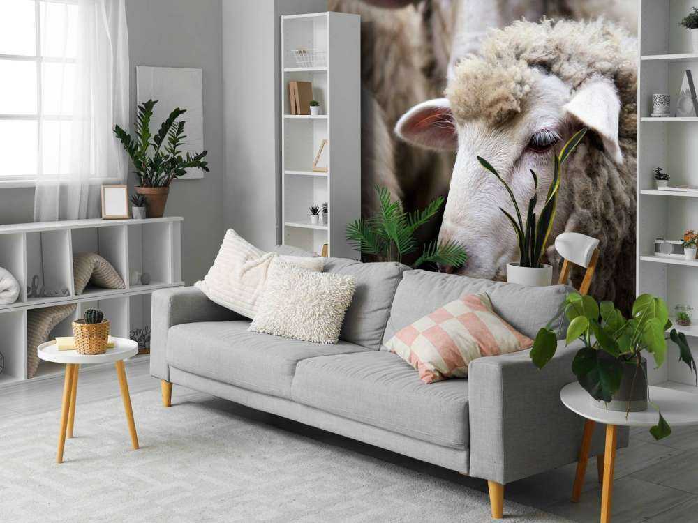 Pecora in primo piano