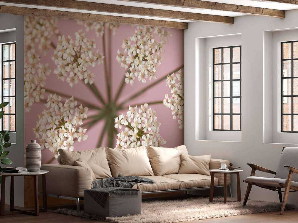 Prezzemolo della mucca bianca