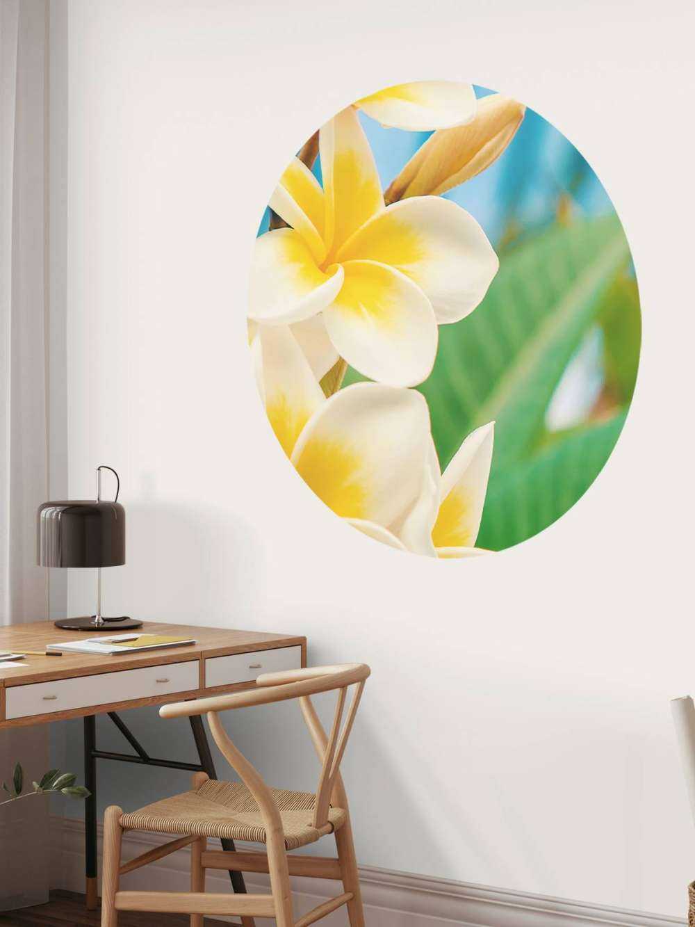 Fiore di plumeria bianco e giallo