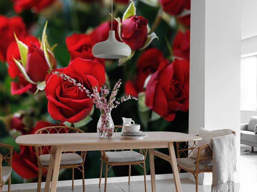 Cespuglio di rose rosse