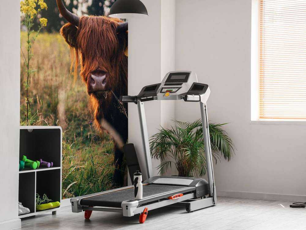 Highlander scozzese nell'erba alta